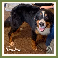 Daphne (Daffodil) - On Hold Pending Sale, a female Bernese Mountain Dog for sale in Branchland, WV – 3 of 4