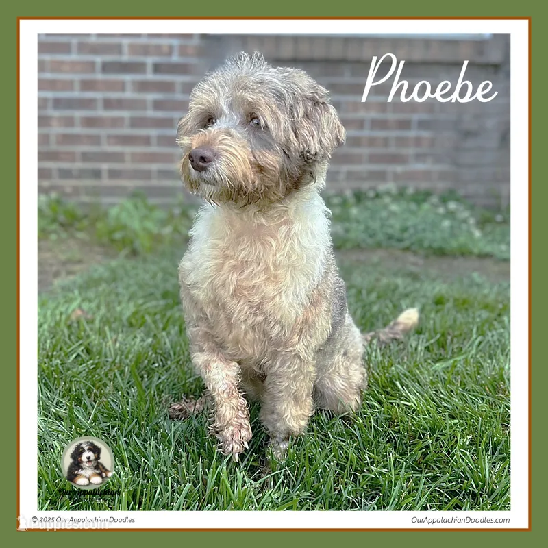 Phoebe - Mini Bernedoodle with Breeding Rights – Bernedoodle puppy for sale in Branchland, WV