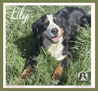 Lily - AKC 2+ Yrs, a female Bernese Mountain Dog for sale in Branchland, WV – 2 of 5
