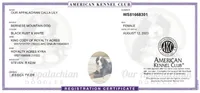 Lily - AKC 2+ Yrs, a female Bernese Mountain Dog for sale in Branchland, WV – 4 of 5