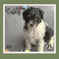 OAKLEY-Mini Bernedoodle, a female Bernedoodle and Miniature Bernedoodle for sale in Branchland, WV – Photo 1 of 9