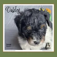 OAKLEY-Mini Bernedoodle, a female Bernedoodle and Miniature Bernedoodle for sale in Branchland, WV – Photo 3 of 9
