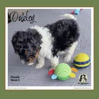 OAKLEY-Mini Bernedoodle, a female Bernedoodle and Miniature Bernedoodle for sale in Branchland, WV – Photo 2 of 9
