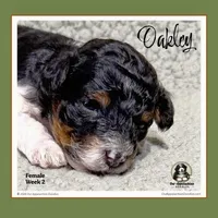 OAKLEY-Mini Bernedoodle, a female Bernedoodle and Miniature Bernedoodle for sale in Branchland, WV – Photo 7 of 9