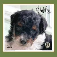 OAKLEY-Mini Bernedoodle, a female Bernedoodle and Miniature Bernedoodle for sale in Branchland, WV – Photo 5 of 9