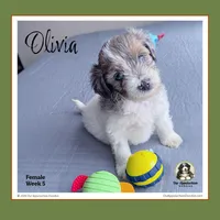 0LIVIA - Blue-eyed Blue Tri Merle Parti, a female Bernedoodle and Miniature Bernedoodle for sale in Branchland, WV – Photo 1 of 9