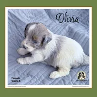 0LIVIA - Blue-eyed Blue Tri Merle Parti, a female Bernedoodle and Miniature Bernedoodle for sale in Branchland, WV – Photo 4 of 9