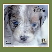 0LIVIA - Blue-eyed Blue Tri Merle Parti, a female Bernedoodle and Miniature Bernedoodle for sale in Branchland, WV – Photo 5 of 9