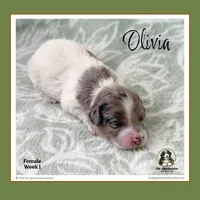 0LIVIA - Blue-eyed Blue Tri Merle Parti, a female Bernedoodle and Miniature Bernedoodle for sale in Branchland, WV – Photo 6 of 9