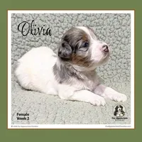 0LIVIA - Blue-eyed Blue Tri Merle Parti, a female Bernedoodle and Miniature Bernedoodle for sale in Branchland, WV – Photo 7 of 9