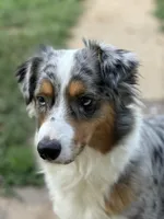 JOSIE - ASDR Registered - Clear DNA, a female Australian Shepherd for sale in Branchland, WV – Photo 2 of 7