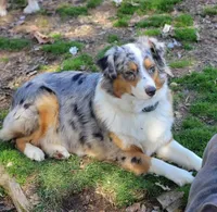 JOSIE - ASDR Registered - Clear DNA, a female Australian Shepherd for sale in Branchland, WV – Photo 1 of 7