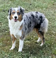 JOSIE - ASDR Registered - Clear DNA, a female Australian Shepherd for sale in Branchland, WV – Photo 4 of 7