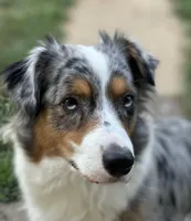 JOSIE - ASDR Registered - Clear DNA, a female Australian Shepherd for sale in Branchland, WV – Photo 3 of 7