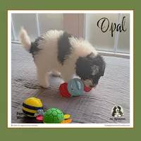 OPAL-Mini Bernedoodle-Black Tri Parti, a female Bernedoodle and Miniature Bernedoodle for sale in Branchland, WV – Photo 2 of 10