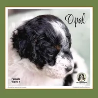 OPAL-Mini Bernedoodle-Black Tri Parti, a female Bernedoodle and Miniature Bernedoodle for sale in Branchland, WV – Photo 4 of 10