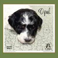 OPAL-Mini Bernedoodle-Black Tri Parti, a female Bernedoodle and Miniature Bernedoodle for sale in Branchland, WV – Photo 6 of 10