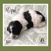 OPAL-Mini Bernedoodle-Black Tri Parti, a female Bernedoodle and Miniature Bernedoodle for sale in Branchland, WV – Photo 8 of 10