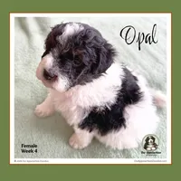 OPAL-Mini Bernedoodle-Black Tri Parti, a female Bernedoodle and Miniature Bernedoodle for sale in Branchland, WV – Photo 5 of 10