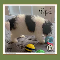 OPAL-Mini Bernedoodle-Black Tri Parti, a female Bernedoodle and Miniature Bernedoodle for sale in Branchland, WV – Photo 3 of 10