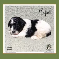 OPAL-Mini Bernedoodle-Black Tri Parti, a female Bernedoodle and Miniature Bernedoodle for sale in Branchland, WV – Photo 7 of 10