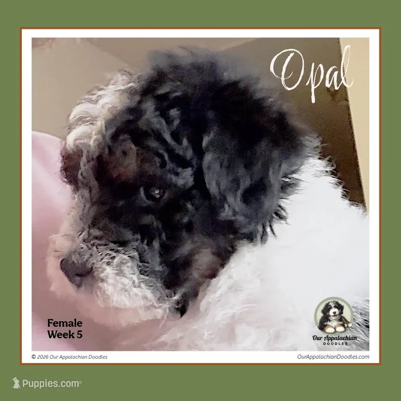 OPAL-Mini Bernedoodle-Black Tri Parti