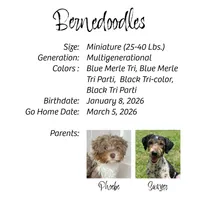 OWEN-Mini Bernedoodle-Black Tri, a male Bernedoodle and Miniature Bernedoodle for sale in Branchland, WV – Photo 9 of 9