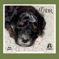 OWEN-Mini Bernedoodle-Black Tri, a male Bernedoodle and Miniature Bernedoodle for sale in Branchland, WV – Photo 5 of 9