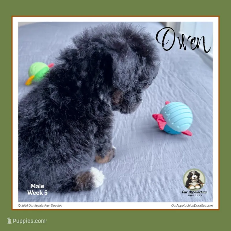 OWEN-Mini Bernedoodle-Black Tri