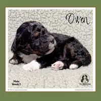 OWEN-Mini Bernedoodle-Black Tri, a male Bernedoodle and Miniature Bernedoodle for sale in Branchland, WV – Photo 6 of 9