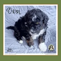 OWEN-Mini Bernedoodle-Black Tri, a male Bernedoodle and Miniature Bernedoodle for sale in Branchland, WV – Photo 4 of 9