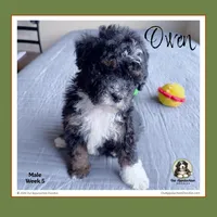 OWEN-Mini Bernedoodle-Black Tri, a male Bernedoodle and Miniature Bernedoodle for sale in Branchland, WV – Photo 3 of 9