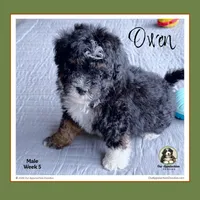 OWEN-Mini Bernedoodle-Black Tri, a male Bernedoodle and Miniature Bernedoodle for sale in Branchland, WV – Photo 2 of 9
