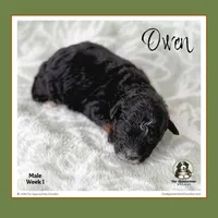 OWEN-Mini Bernedoodle-Black Tri, a male Bernedoodle and Miniature Bernedoodle for sale in Branchland, WV – Photo 7 of 9