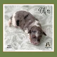 OTTER (now LEO) - Reserved, a male Bernedoodle and Miniature Bernedoodle for sale in Branchland, WV – Photo 6 of 8