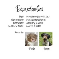 OTTER (now LEO) - Reserved, a male Bernedoodle and Miniature Bernedoodle for sale in Branchland, WV – Photo 8 of 8