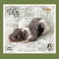 OTTER (now LEO) - Reserved, a male Bernedoodle and Miniature Bernedoodle for sale in Branchland, WV – Photo 5 of 8