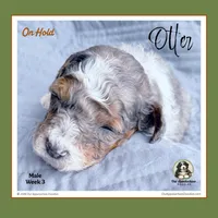 OTTER (now LEO) - Reserved, a male Bernedoodle and Miniature Bernedoodle for sale in Branchland, WV – Photo 4 of 8