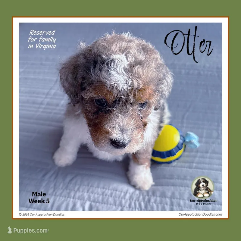 OTTER (now LEO) - Reserved