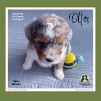 OTTER (now LEO) - Reserved, a male Bernedoodle and Miniature Bernedoodle for sale in Branchland, WV – Photo 1 of 8