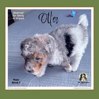 OTTER (now LEO) - Reserved, a male Bernedoodle and Miniature Bernedoodle for sale in Branchland, WV – Photo 2 of 8
