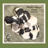 OTTER (now LEO) - Reserved, a male Bernedoodle and Miniature Bernedoodle for sale in Branchland, WV – Photo 7 of 8