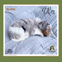 OTTER (now LEO) - Reserved, a male Bernedoodle and Miniature Bernedoodle for sale in Branchland, WV – Photo 3 of 8