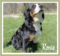 Rosie - AKC 3+ Yrs, a female Bernese Mountain Dog for sale in Branchland, WV – 2 of 7