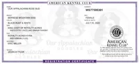 Rosie - AKC 3+ Yrs, a female Bernese Mountain Dog for sale in Branchland, WV – 4 of 7