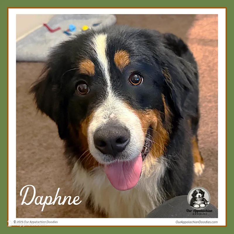 Daphne (Daffodil) - AKC 1-Yr Old Female w/Breeding Rights – Bernese Mountain Dog puppy for sale in Branchland, WV