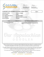 Rosie - AKC 3+ Yrs, a female Bernese Mountain Dog for sale in Branchland, WV – 6 of 7