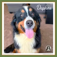 Daphne (Daffodil) - On Hold Pending Sale, a female Bernese Mountain Dog for sale in Branchland, WV – 2 of 4