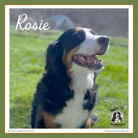 Rosie - AKC 3+ Yrs, a female Bernese Mountain Dog for sale in Branchland, WV – 2 of 8