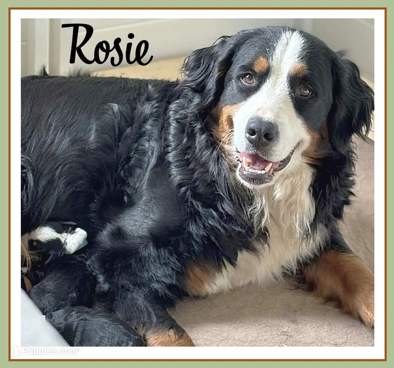 Rosie - AKC 3+ Yrs – Bernese Mountain Dog puppy for sale in Branchland, WV